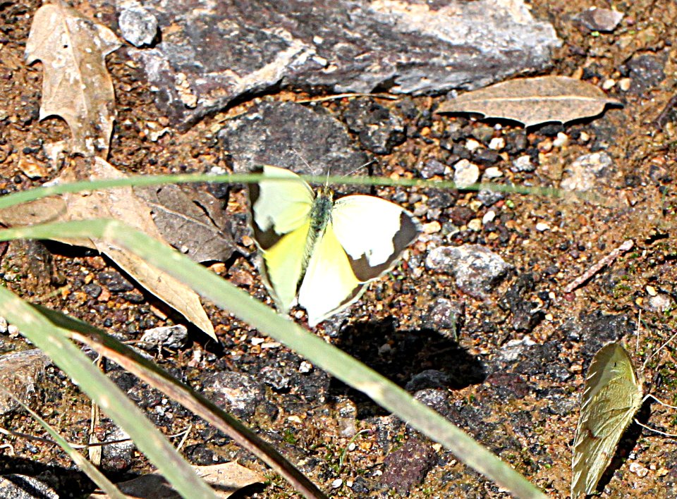 YELLOW, MEXICAN (Eurema mexicana) (7-27-12) harshaw road culverts, scc, az-02