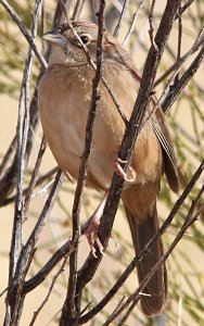 SPARROW, BOTTERI'S (1-6-13) lado de loma at arco iris ct, off patagonia lake road, scc, az -01 copy