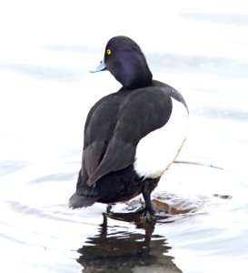 044 - TUFTED DUCK (2-15-11) Quidi Vidi Lake, St John's, Newfoundland  (7)