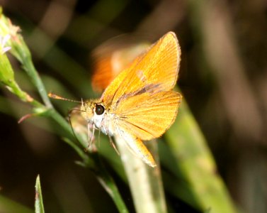 TROPICAL LEAST SKIPPER (Ancyloxypha arene) (10-17-12) sonoita creek above patagonia lake, scc, az -05