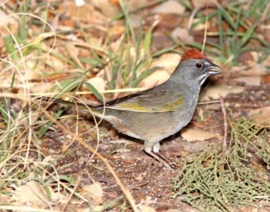 859 - GREEN-TAILED TOWHEE (4-26-13) sunny flats cg, cave creek, cochise co, az   (1)