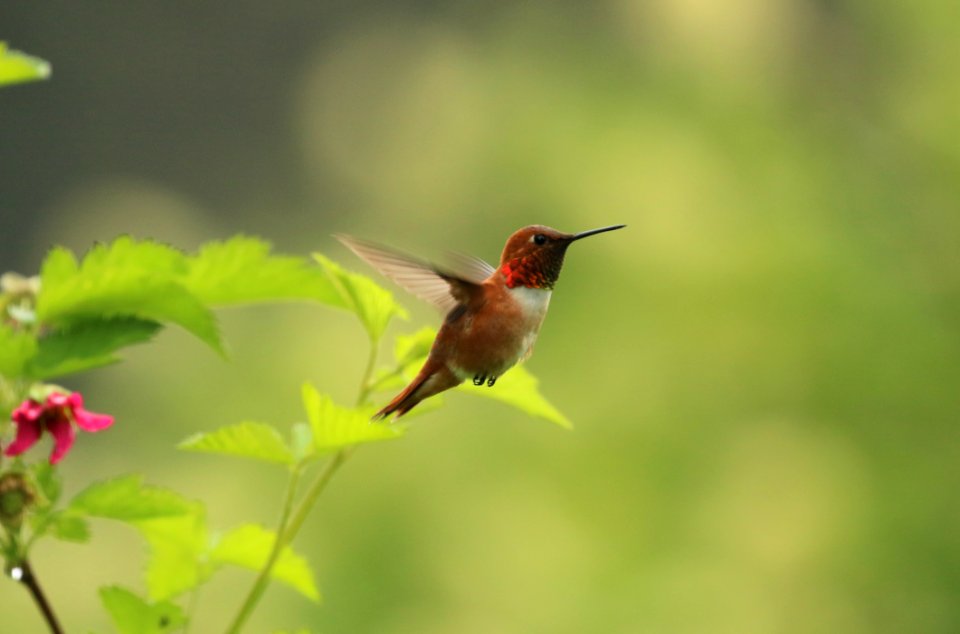 Wildlife - Honorable Mention