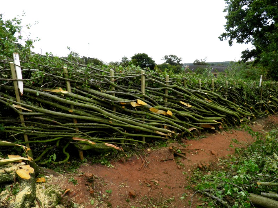 Hedge laying: Stafford style