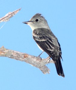 572 -  WESTERN WOOD-PEWEE (9-13-10) patagonia lake state park, scc, az -01