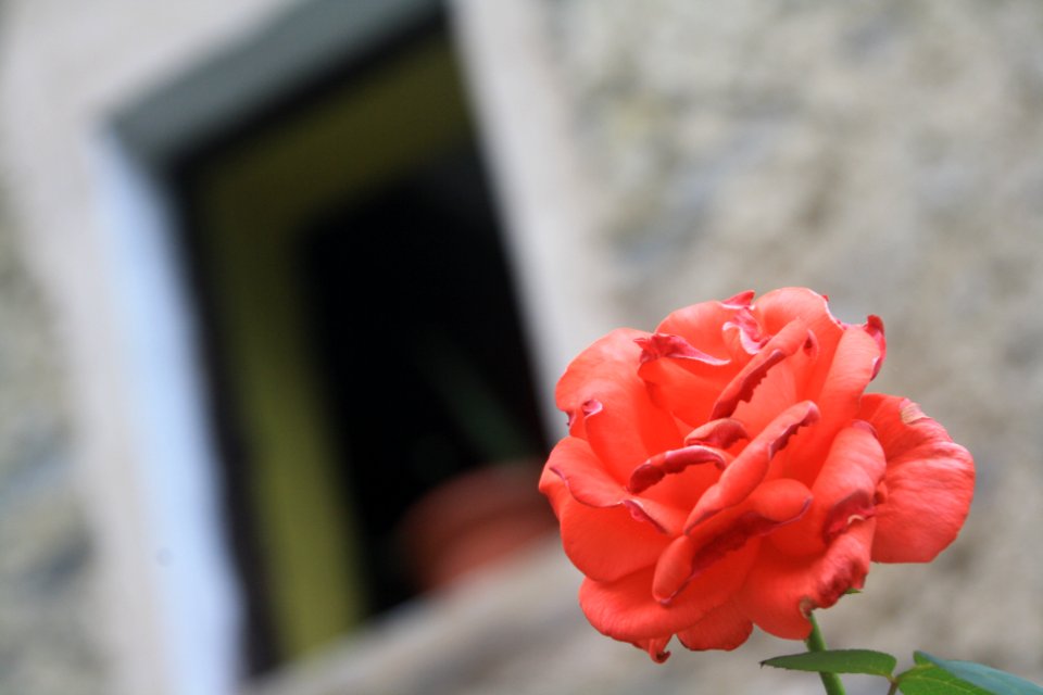 Flor, flors