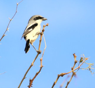 Loggerhead Shrike Baja January best (3) photo