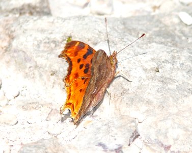 COMMA, SATYR (Polygonia satyrus) (10-9-12) sawmill cyn, huachuca mts, cochise co, az -04