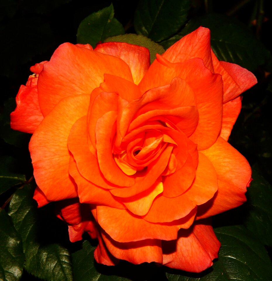 Orange close up color