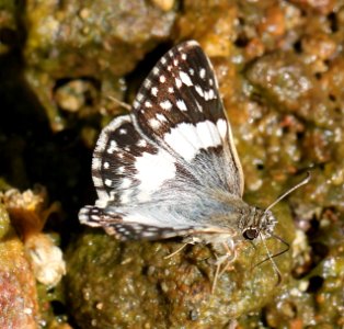 WHITE-SKIPPER, ERICHSON'S (Heliopyrgus domicella) (9-24-12) ca gulch, pajarito mts, scc, az -01