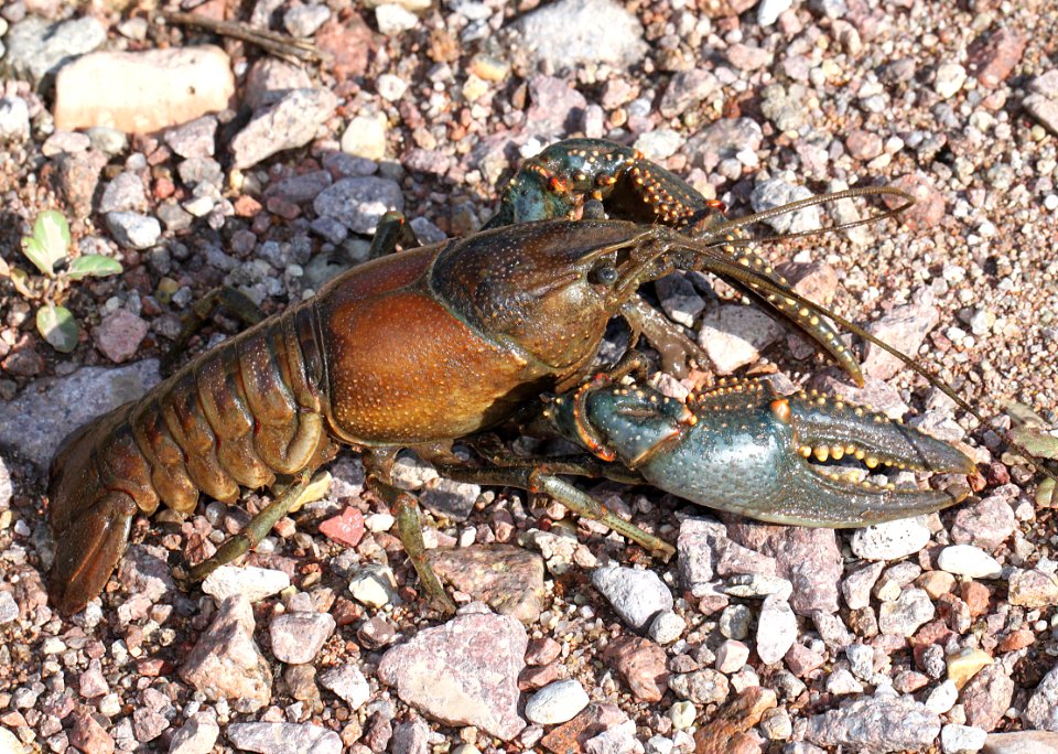NORTHERN CRAYFISH (Orconectes virilis) (7-29-12) west of nogales, scc, az -01