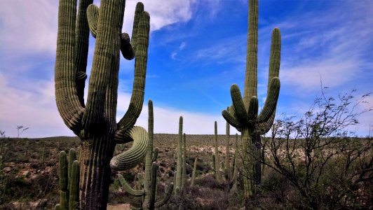 Catalina State Park