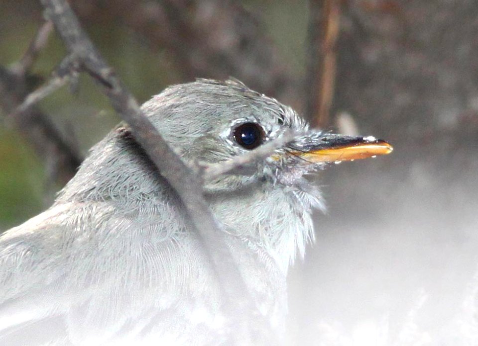 FLYCATCHER, GRAY (4-1-12) patagonia, scc, az -05