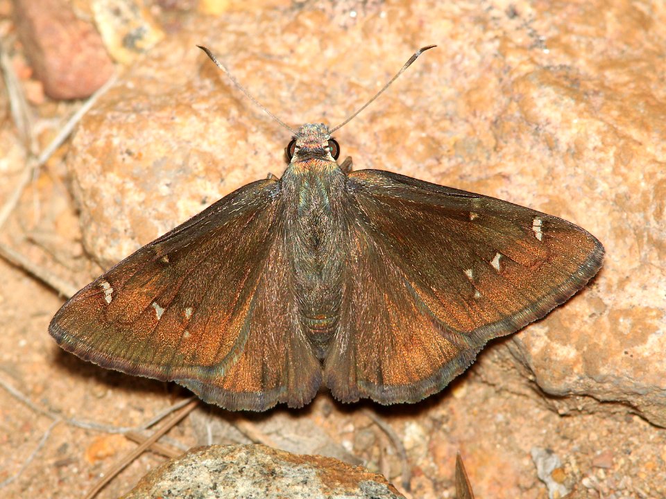 CLOUDYWING, NORTHERN (Thorybes pylades) (7-8-12) lower humboldt canyon, patagonia mts, scc, az -01
