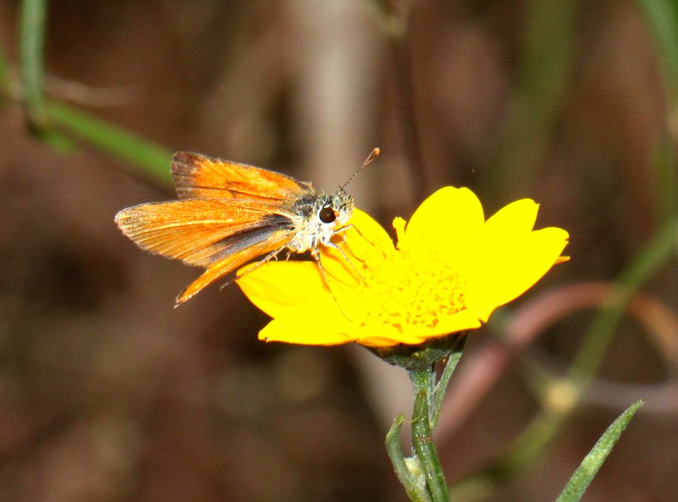 TROPICAL LEAST SKIPPER (Ancyloxypha arene) (10-15-12) pena blanca lake, scc, az -03