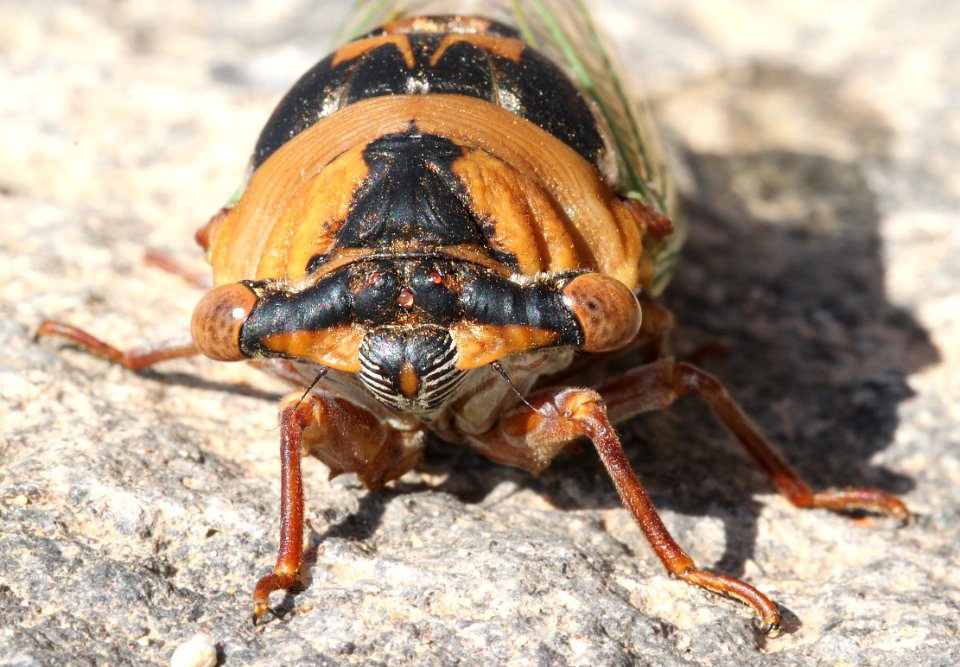 CICADA, SILVER-BELLIED (Tibicen superba) (9-14-12) courthouse, nogales, az -03