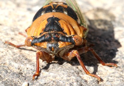 CICADA, SILVER-BELLIED (Tibicen superba) (9-14-12) courthouse, nogales, az -03