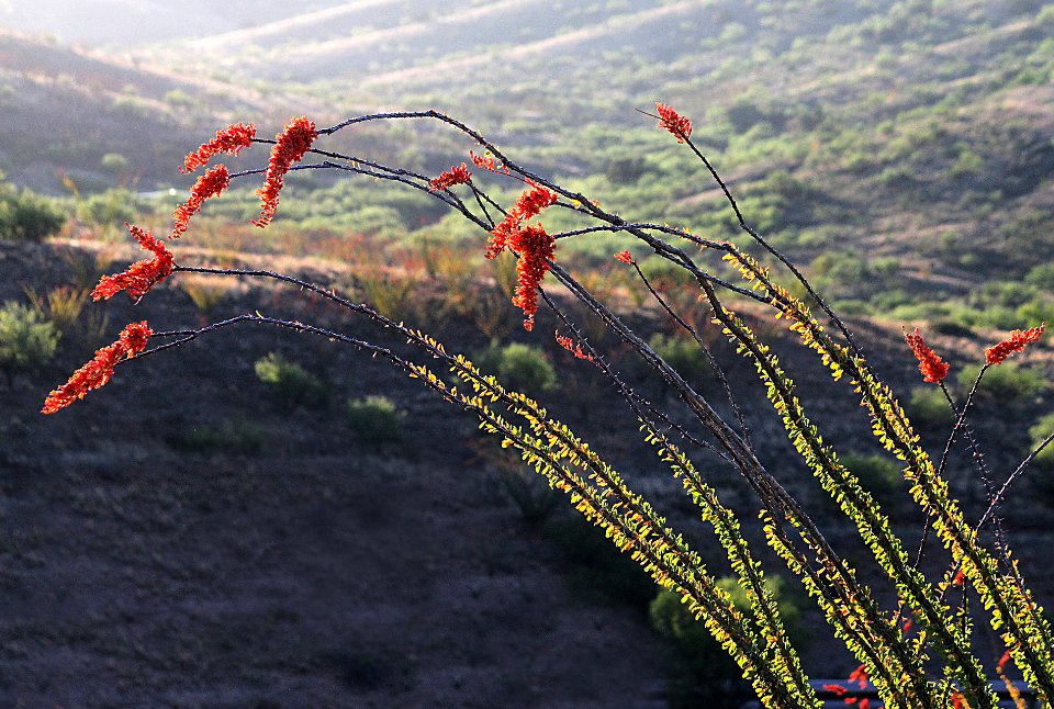 OCOTILLO (Fouquieria splendens) (5-10-10) property near pat lake st pk, sc co, az - 08