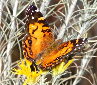 LADY, AMERICAN (Vanessa virginiana) (10-26-12) harshaw creek rabbitbrush, scc, az -01