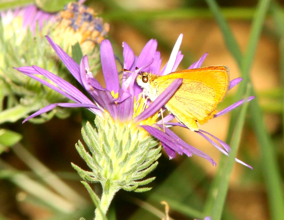 TROPICAL LEAST SKIPPER (Ancyloxypha arene) (10-16-12) sonoita creek at salero road, scc, az -01