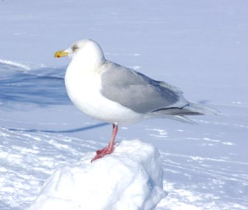 371 - GLAUCOUS GULL (2-6-07)-adult, quidi vidi lake, st john's, newfoundland