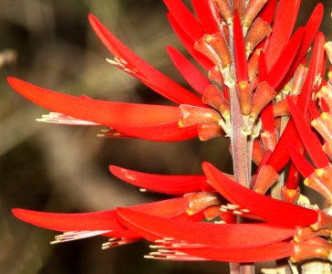 WESTERN CORAL-BEAN (Erythrina flabelliformois) (5-26-12) patagonia lake, scc, az -03