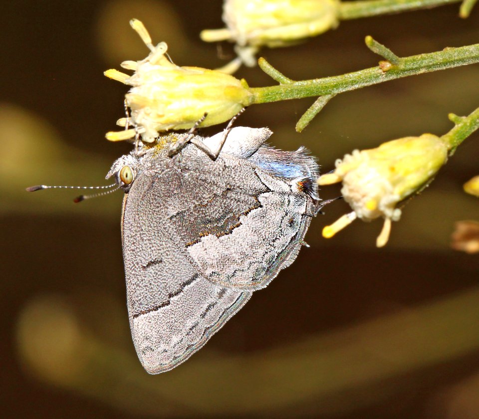 MINISTREAK, LEDA (Ministrymon leda) (10-18-12) winter form, blue haven road, patagonia, scc, az -02