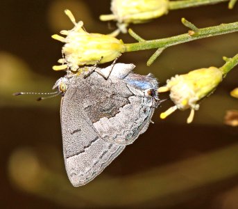 MINISTREAK, LEDA (Ministrymon leda) (10-18-12) winter form, blue haven road, patagonia, scc, az -02