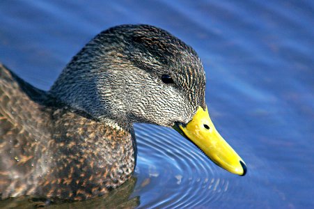 028 - AMERICAN BLACK DUCK (2-6-07) quidi vivi lake, st john's, newfoundland  (2)