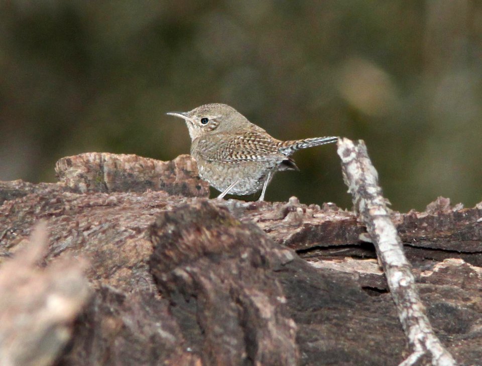 WREN, HOUSE (4-12-12) brown-throated, madera cyn, scc, az -02