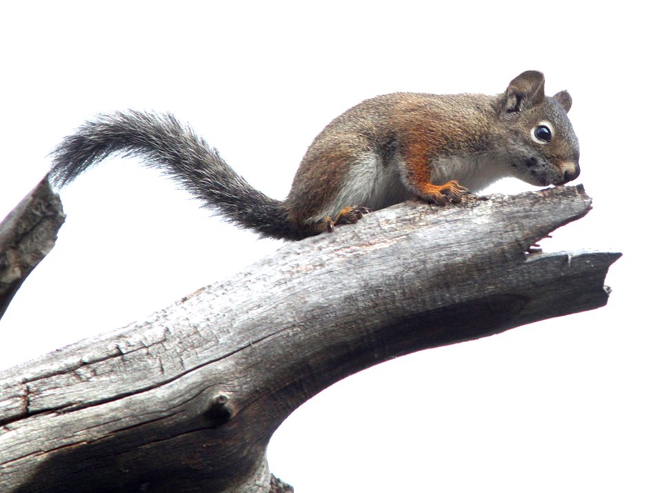 SQUIRREL, RED (Tamiasciurus hudsonicus) (8-20-12) just east of wolf creek pass, co- 01