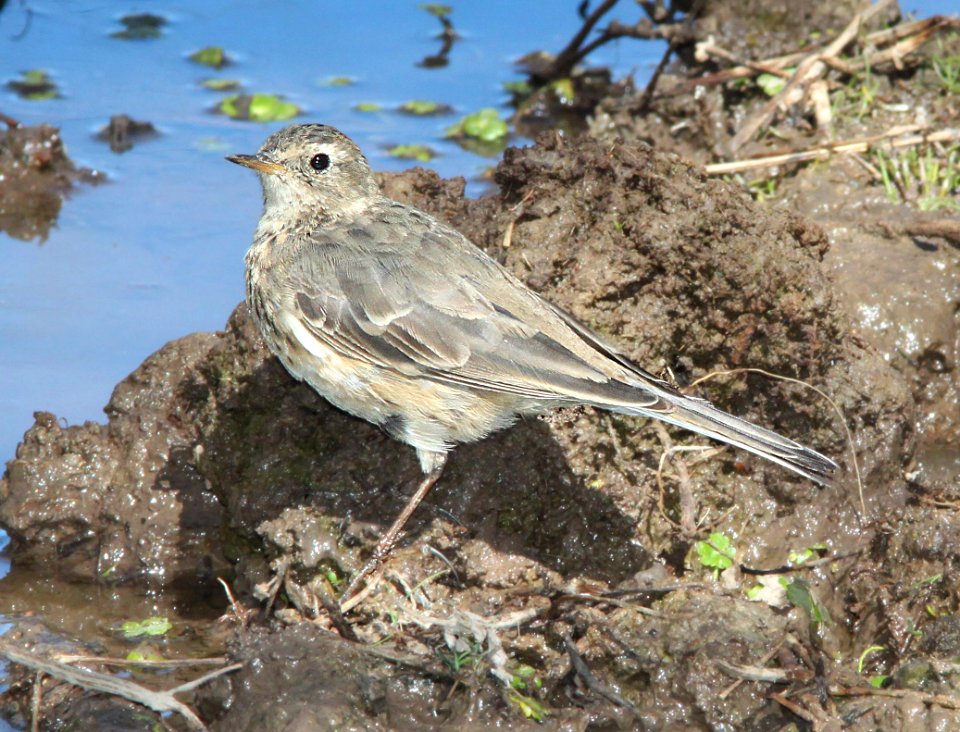 PIPIT, AMERICAN (3-21-12) patagonia lake state park, scc, az -02