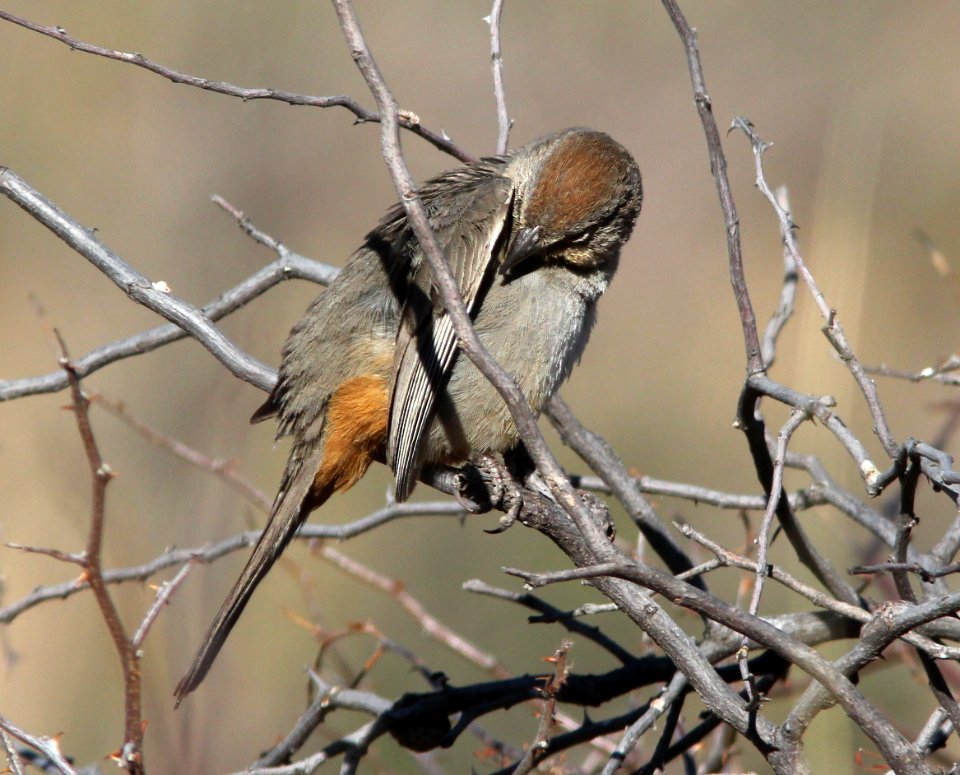 863 - CANYON TOWHEE (4-16-13) pena blanca lake, scc, az (2)