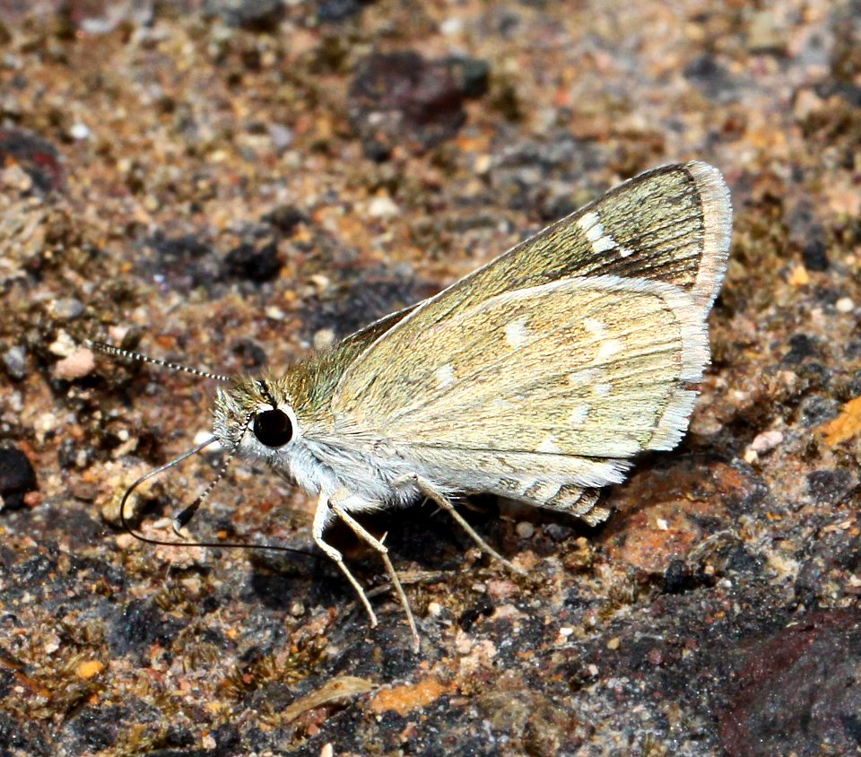 ROADSIDE-SKIPPER, SLATY (Amblyscirtes nereus) (7-19-12) harshaw road, patagonia mts, scc, az -06