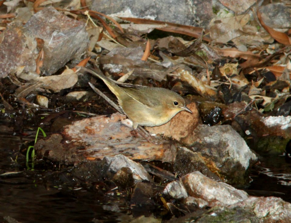 YELLOWTHROAT, COMMON (1-15-12) sonoita creek state natural area, scc, az -01