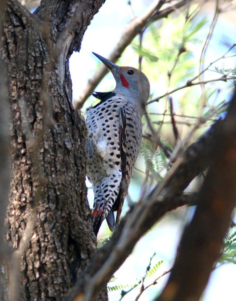 542 - NORTHERN FLICKER (10-9-08) patagonia, az