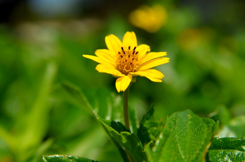Flower