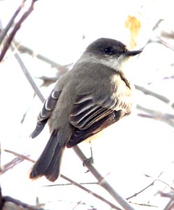 587 - EASTERN PHOEBE (1-28-12) patagonia-sonoita creek preserve, scc, az - (3) - Copy