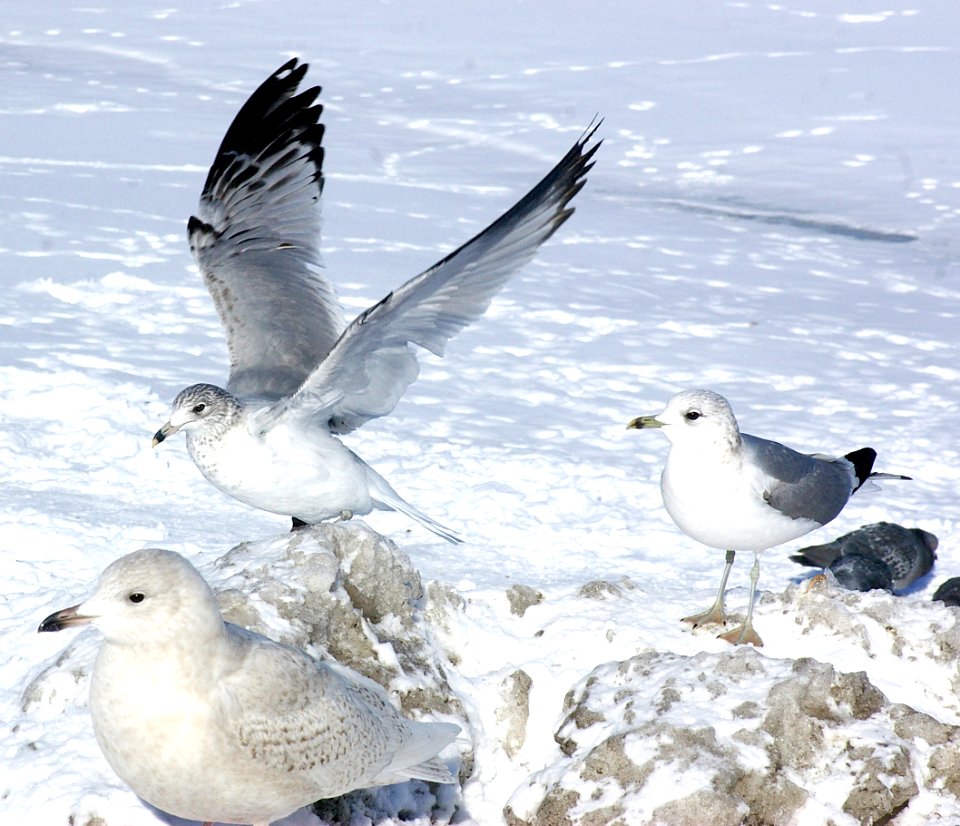 359 - COMMON GULL (2-6-07)-adult, quidi vidi lake, st john's, newfoundland (3)