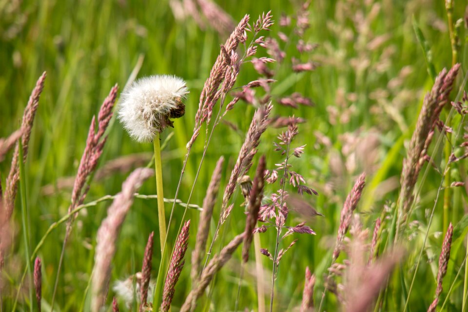 Wild grass wild meadow