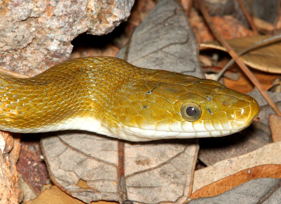 GREEN RATSNAKE (Senticolis triaspis) (3-31-12) humboldt cyn, patagonia mts, scc, az -05