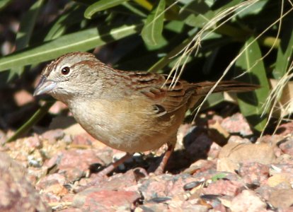 SPARROW, BOTTERI'S (12-21-12) 78 circulo montana, patagonia lake ranch estates, scc, az -01B