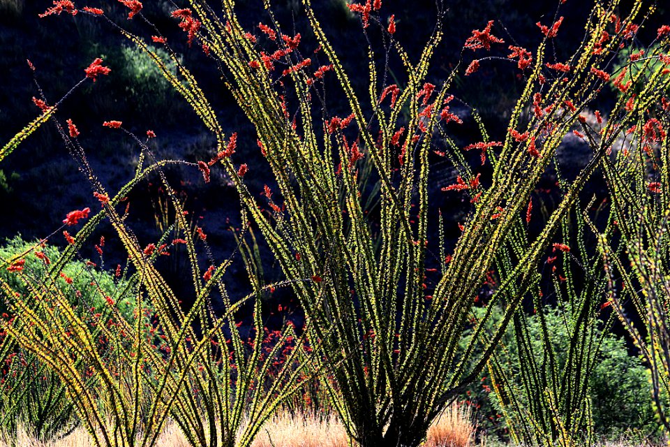 OCOTILLO (Fouquieria splendens) (5-10-10) property near pat lake st pk, sc co, az - 07