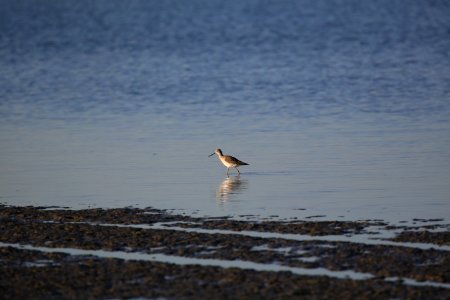 Greater Yellowlegs best Baja Janin Baja in Jan (14)