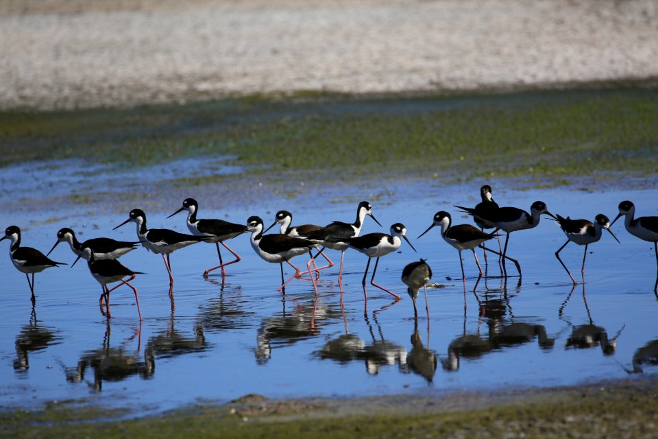 Black-necked Stilts best Baja Jan