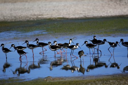 Black-necked Stilts best Baja Jan