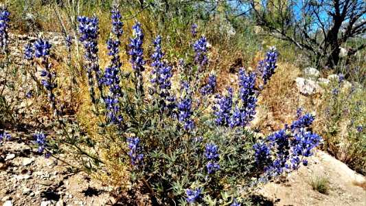 2019.04.07 Catalina State Park