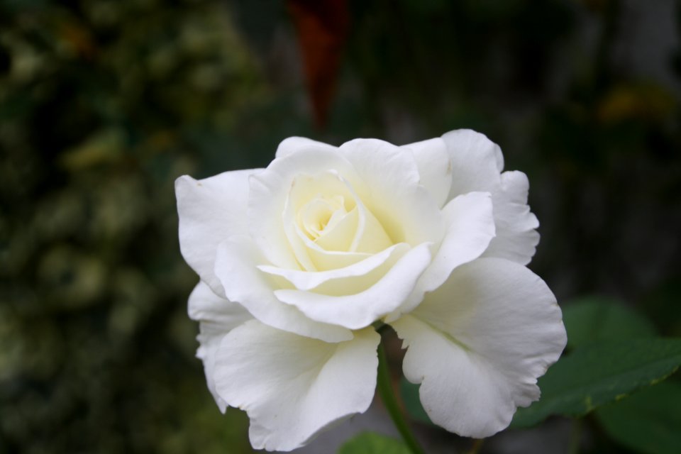 Flor, flors