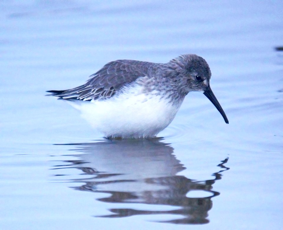 324 -DUNLIN (11-14-06) morro bay, slo co, ca (1)