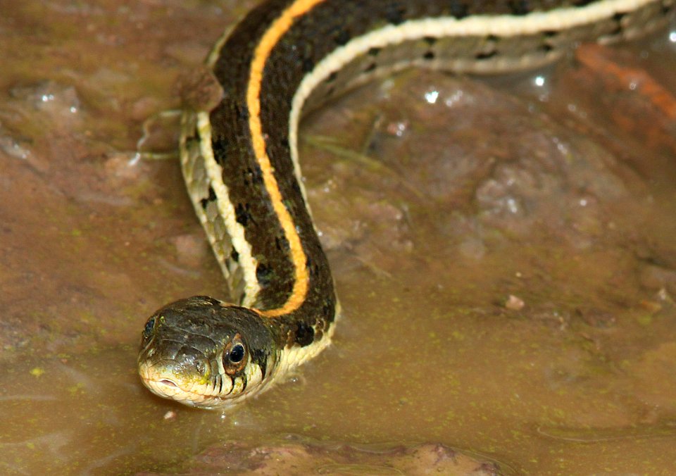 SNAKE, BLACK-NECKED GARTER (Thamnophis cyrtopsis) (7-21-12) harshaw road, patagonia mts, scc, az -01