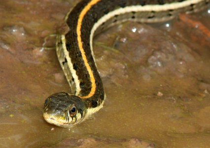 SNAKE, BLACK-NECKED GARTER (Thamnophis cyrtopsis) (7-21-12) harshaw road, patagonia mts, scc, az -01